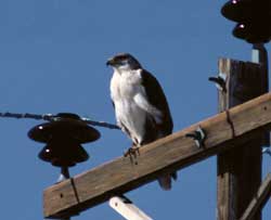 ferruginous hawk